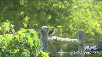 Weekend Gardener: How to keep mockingbirds out of your vineyard - KBTX