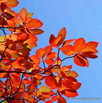 A gardener's guide to plants that can thrive in St. Louis - St. Louis Magazine