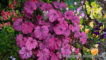 Ask Gardener: Plant ideas for those tricky shady or sandy spots - realestate.boston.com