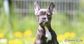 Nach illegalem Roadtrip: Tierheim Detmold vermittelt mehr als 30 "Frenchys" und ihre Welpen | Lokale Nachrichten aus Lippe - Lippische Landes-Zeitung
