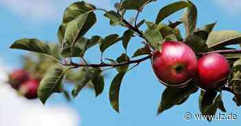 Randalierer plündern Apfelbaum in Detmolder Vorgarten | Lokale Nachrichten aus Detmold - Lippische Landes-Zeitung
