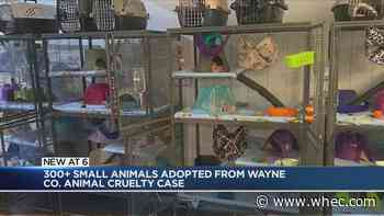 300+ small animals adopted from May seizure