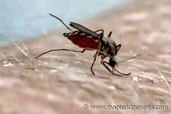 Swarms of mosquitoes pestering Maple Ridge residents - Maple Ridge News