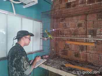Moradora de Adamantina leva multa de R$ 2 mil por manter irregularmente aves silvestres em cativeiro - g1.globo.com