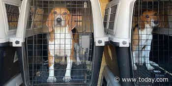 4,000 mistreated beagles rescued from a breeding facility now need forever homes