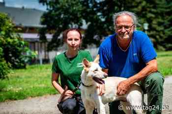 Tierheim verärgert! Immer mehr Hunde werden in Chemnitz ausgesetzt - TAG24