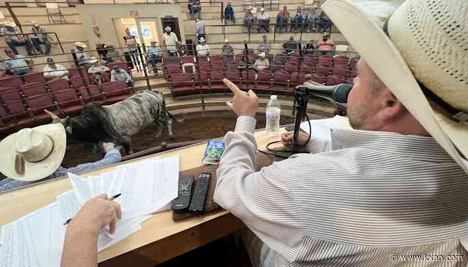 Texas drought causes ranchers to sell cattle by the thousands