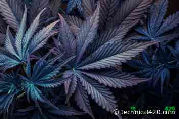 Is this Why Canopy Growth and Aurora Cannabis Dropped More Than 10% on Monday... - Technical420 - Technical420