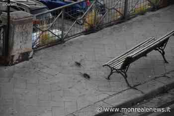 Stesso posto, stessa ora: topi abitudinari in via Benedetto D'Acquisto - Monreale News