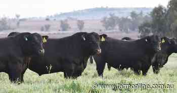 Benchmarking key to Texas Angus stud's success - Farm Online