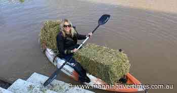 Week old Angus heifer swept 12 kilometres down the Wallamba River - Manning River Times