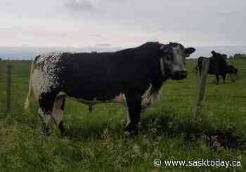 Speckle park bulls pair well with Angus cows on Sask. farm - SaskToday.ca