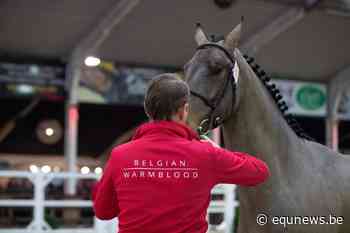 Prachtige veulens halen prijzen binnen op Flanders Foal Championship! - Equnews