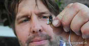 Aziatische hoornaar rukt razendsnel op in Limburg: wespen met minizenders halen nesten weg - Telegraaf.nl