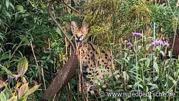Exotische Raubkatze aus den Niederlanden tritt Heimreise an - Süddeutsche Zeitung - SZ.de