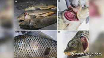 Minnesota DNR officials find infected carp in Lake Fountain - KEYC