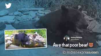 Koi carp scares away bear from fishpond. Watch video - The Indian Express