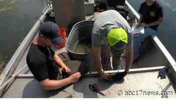 Engineers try to electro shock invasive carp - ABC17News.com