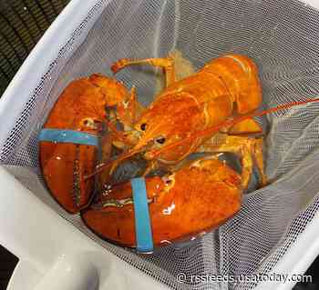 Cheddar, an extremely rare orange lobster, almost became dinner. Then, restaurant workers stepped in.