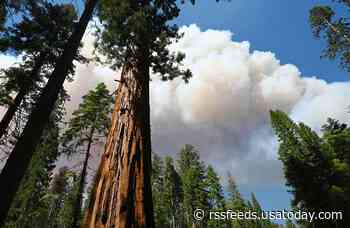 Threat to Yosemite's centuries-old sequoia grove 'greatly reduced,' though risk remains