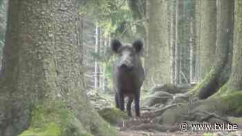 Jagers moeten everzwijnenpopulatie terugdringen in Pelts natuurgebied het Hageven - TV Limburg