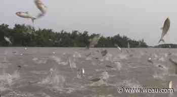 Friends of the Mississippi River group demands action against invasive carp - WEAU