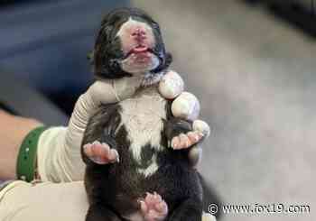 Cincinnati Animal CARE requests information about this days-old puppy - FOX19