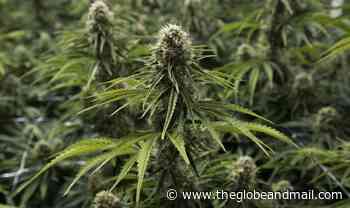 One-third of Canadian cannabis retail employees hired in the last year already left their job, report says - The Globe and Mail