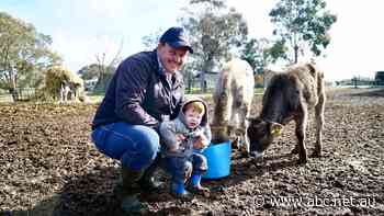 Happy dairy farmers say Coles and Woolies brought milk price rise upon themselves