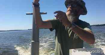 Baltimore County winning battles against midge swarms, war not over - WYPR