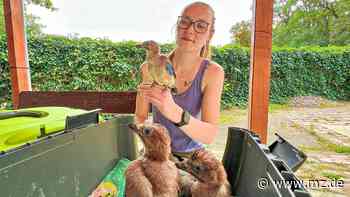 Pflege: Vize-Tierparkleiterin aus Wittenberg kümmert sich um pflegebedürftige Eichelhäher - Mitteldeutsche Zeitung