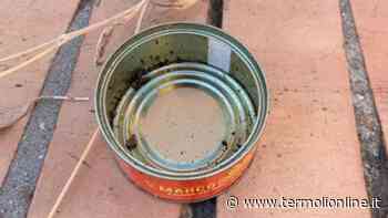 Gatta avvelenata in via De Nicola, parte la denuncia - Termoli Online