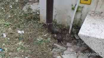 Non derattizzando - Termoli Online