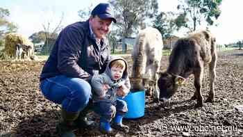 Happy dairy farmers say Coles and Woolies brought milk price rise upon themselves