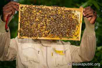 Alaska-bound bees find new homes after shipping disaster - Alaska Public Media News