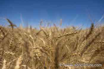 Wheat, soybeans fall on expectations of progress in Ukraine shipping talks - Successful Farming