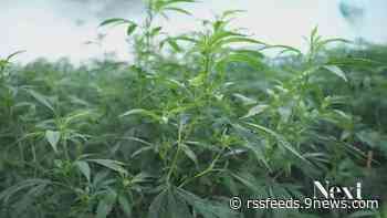 As Colorado cannabis sales decrease industry group warns budgets using pot tax revenue are in danger