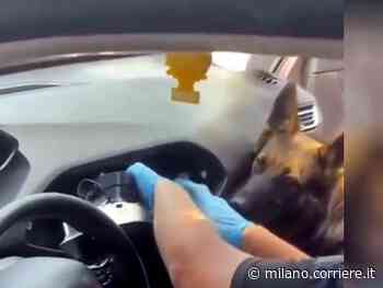 Vimercate, hashish nel garage di casa. Ne conservavano oltre un quintale: due arresti - Corriere Milano