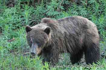Conservation officers seek info on injured grizzly in northwest BC – Kimberley Daily Bulletin - Kimberley Bulletin