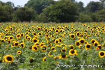 Rocketing demand for Ukraine's national flower the sunflower – supermarket - Ealing Times