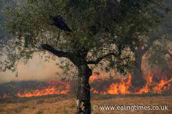 Villages battle wildfires in Portugal as Europe swelters - Ealing Times