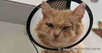 Ealing woman landed with £1,400 vet bill for cat's mystery illness that left her bleeding everywhere - My London