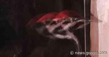 Why Woodpeckers Don’t Mind Hitting Trees With Their Faces - The New York Times