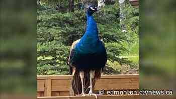 Peacock euthanized in Jasper National Park | CTV News - CTV News Edmonton