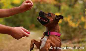 Dogs can learn the instruction 'do that again' and access memories of recent actions, study reveals