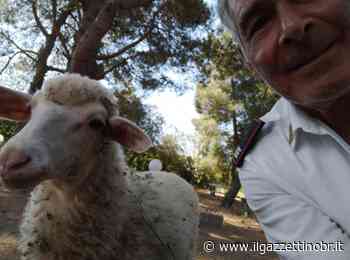 Mesagne. I vigili urbani trovano 2 caprette fuggite dall'ovile - Il Gazzettino di Brindisi