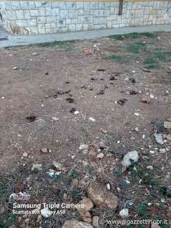 Mesagne. Piazza Gioberti, una vergogna per la città In evidenza - Il Gazzettino di Brindisi