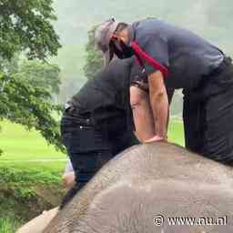 Video | Dierenartsen reanimeren olifant na val in afvoerput in Thailand