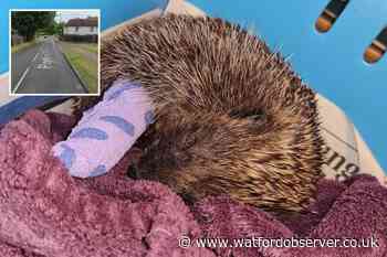 Police issue update after fatal hedgehog attack in Shenley