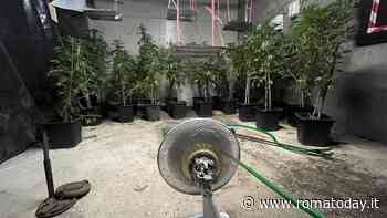 Fratelli con il pollice verde, piante di marijuana coltivate in un capannone